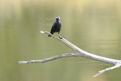 Corneille noire - Carrion Crow - Corvus corone