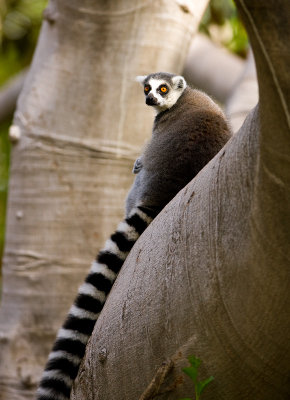 Ringtail Lemur Denise MAS87430.jpg