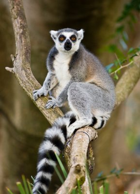 Ringtail Lemur MAS87474.jpg
