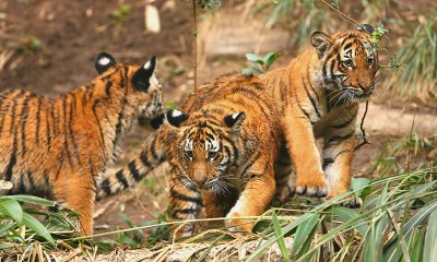 Tiger Cubs at Play