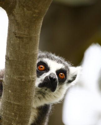 Ringtail Lemur A298559.jpg