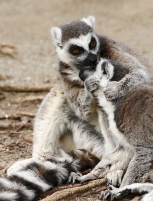 Lemurs  A298604