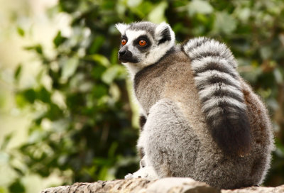 Ringtail Lemur  A298624