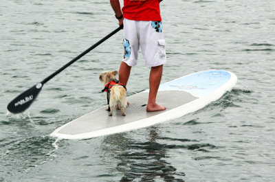 Doggie Boat  2443