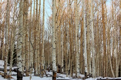 Aspen in Dixie National Forest, Utah 4922