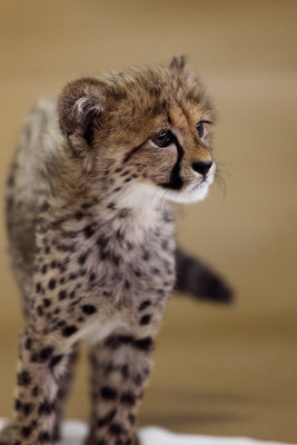 Cheetah Cub 2385.jpg