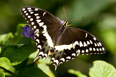 Giant Swallowtail7219.jpg