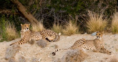 Cheetah 7521.jpg