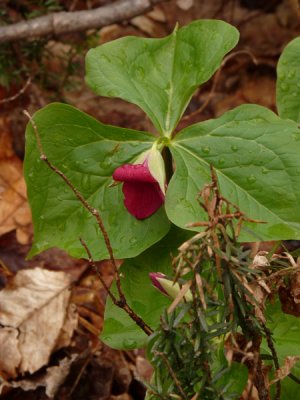 small-P1010156.jpg