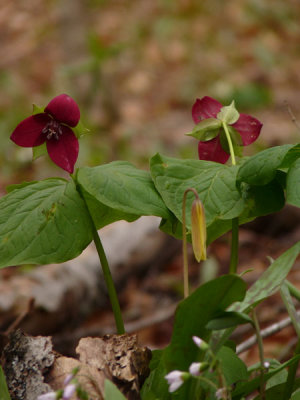 small-P1010164.jpg