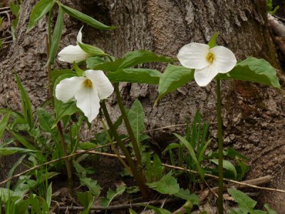 small-P1010165.jpg
