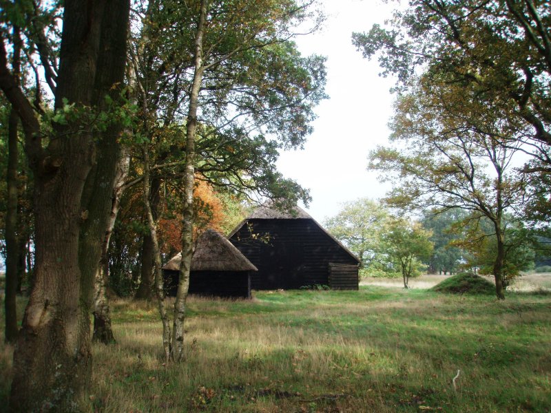 Farm between trees