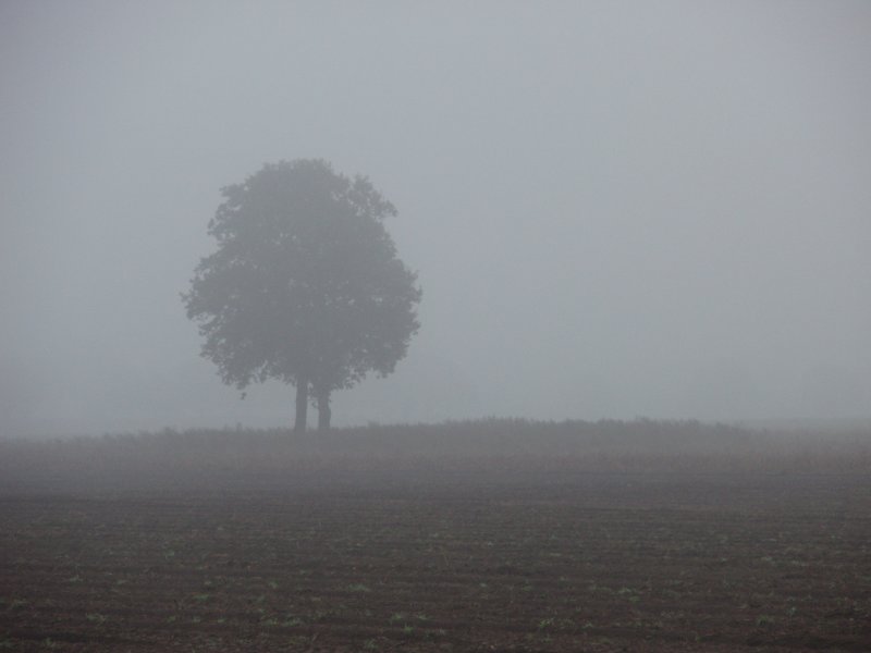 Trees in the fog