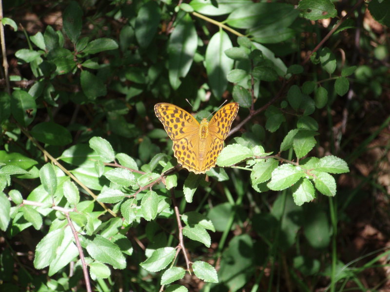 Butterfly on a twig