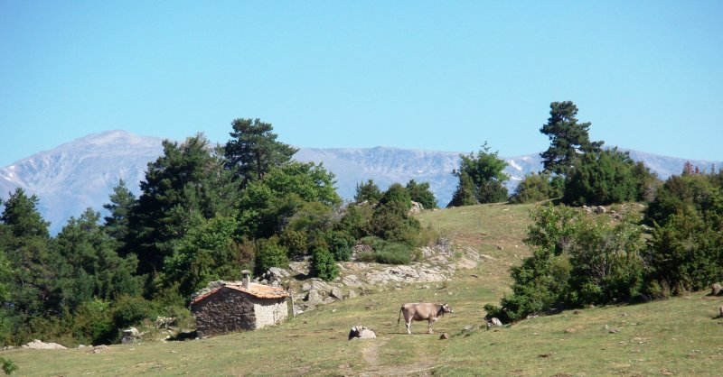 Shed and cows