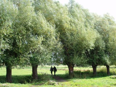 Row of pollard-willows