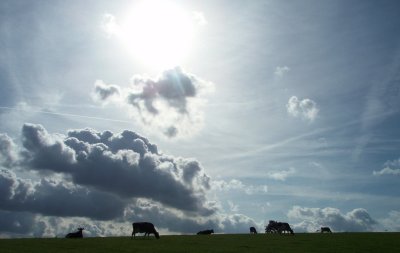 Cows and clouds
