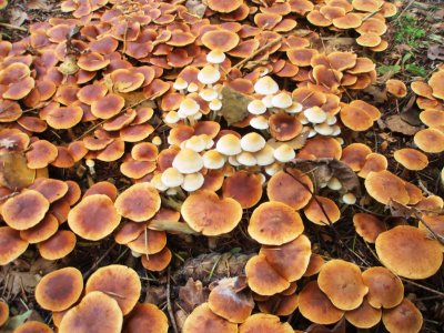 Blanket of fungi