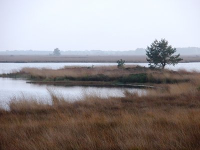 Swamp and lake