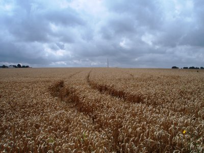 Tracks in grain field