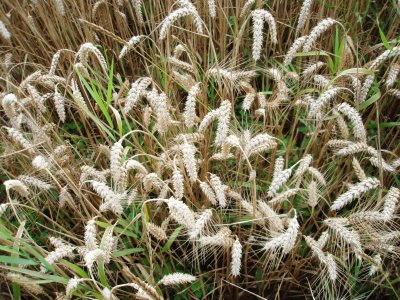 Graincrop
