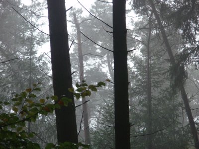 Tree silhouettes