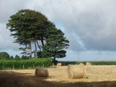 Rolls of hay
