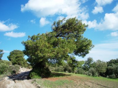 Wind shaped spruce