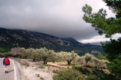 Passing an olive orchard