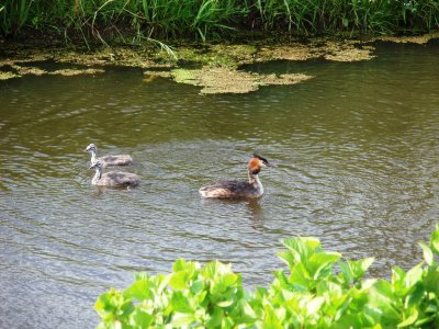 Great crested grebe with chicks