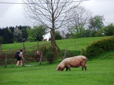 Pig in the pasture