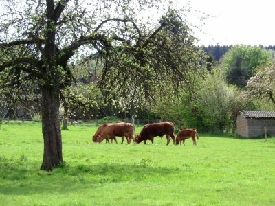 Grazing cattle