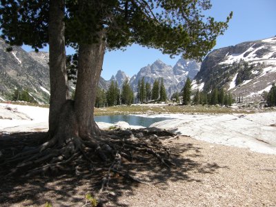 Tree at the lake