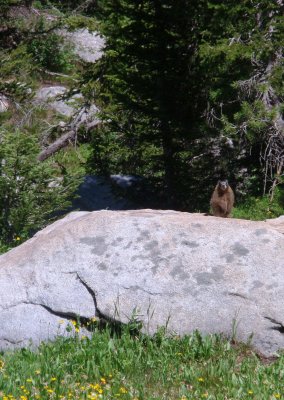 Marmot on a boulder