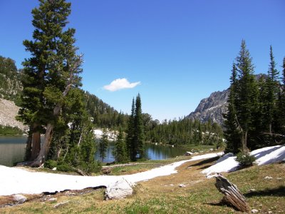 Lake and pinetrees