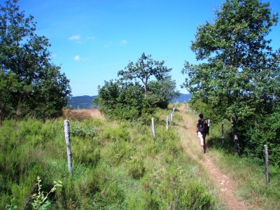 Grassy path