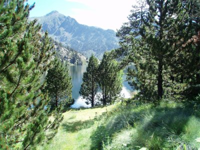 Spruce trees near the lake