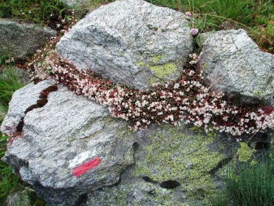 Rock with flowers