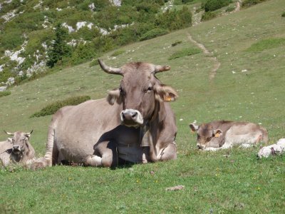 Cows and calf