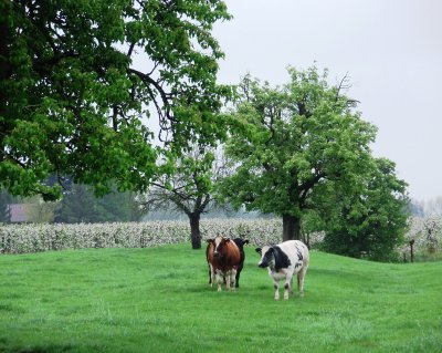 Orchard and pasture