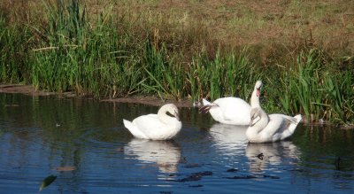 Three mute swans