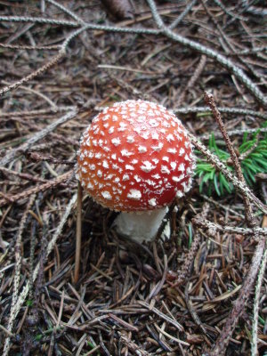 Little red toadstool