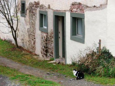 Cat at doorstep