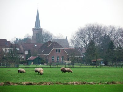 Sheep and village