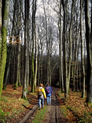 Wood of beeches