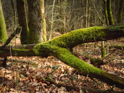 Mossy trunk