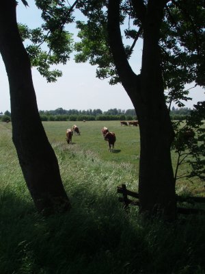 Cows behind trees
