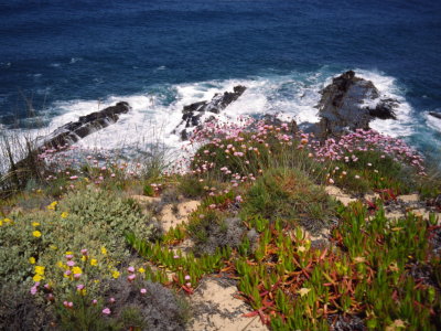 Coastal flowers