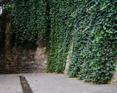 Vine covered rue Falconet
