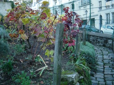 Vineyard in Montmartre
